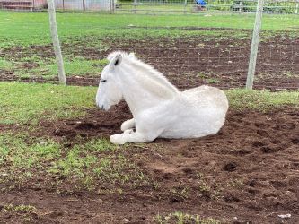 img 7938 435 350 250