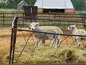 img 7939 436 350 250