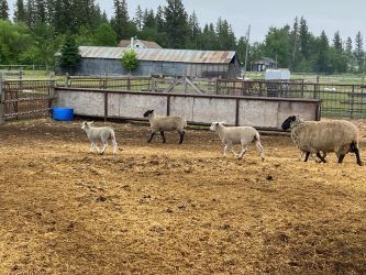 img 7941 437 350 250